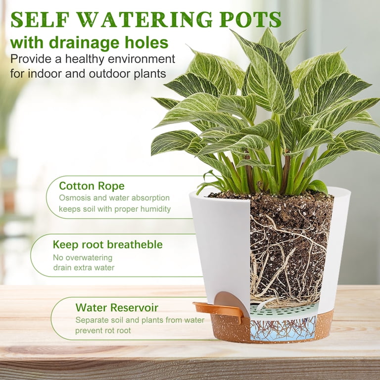 variegated money plant 4