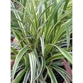 thumbnail image 4 of Classy Groundcovers, Lily Turf  'John Burch', Lilyturf, Border Grass, Monkey Grass (25 Pots, 3 1/2 inch square), 4 of 8