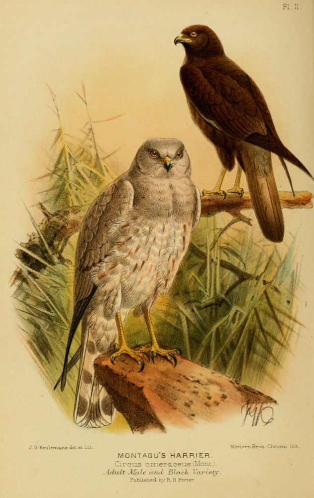 Birds Of Devon 1892