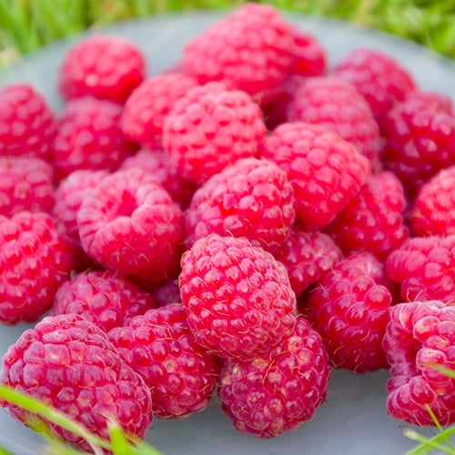 Raspberry Heritage, 1Pack