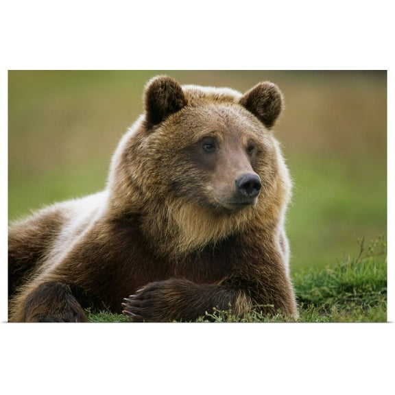 Great BIG Canvas | "Brown Bear Laying Down, Southcentral Alaska" Art Print - 30x20