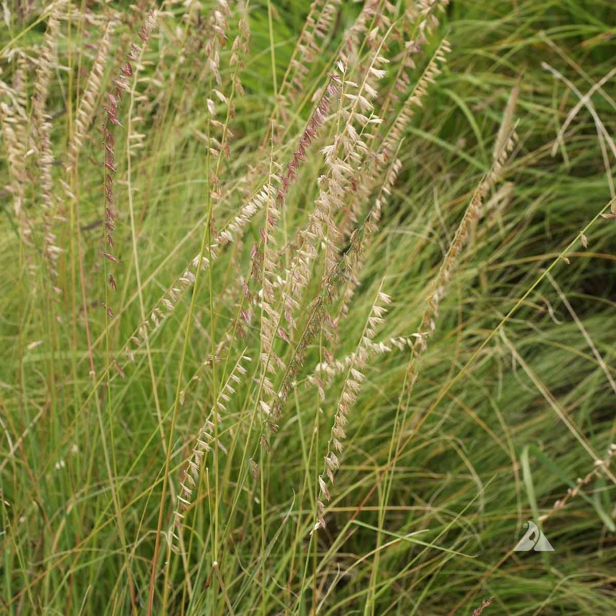 Sideoats Grass Seeds for Planting - Bouteloua curtipendula (25,000 Seeds)