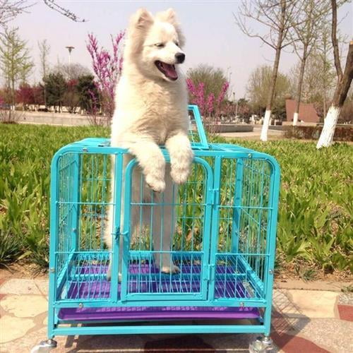 essentials single door pet crate