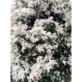 thumbnail image 5 of 20 SWEET AUTUMN CLEMATIS Paniculata Fragrant White Flower Vine Seeds, 5 of 8