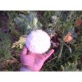 thumbnail image 3 of 250 WHITE Cloud PEONY POPPY Papaver Peoniflorum Flower Seeds, 3 of 3