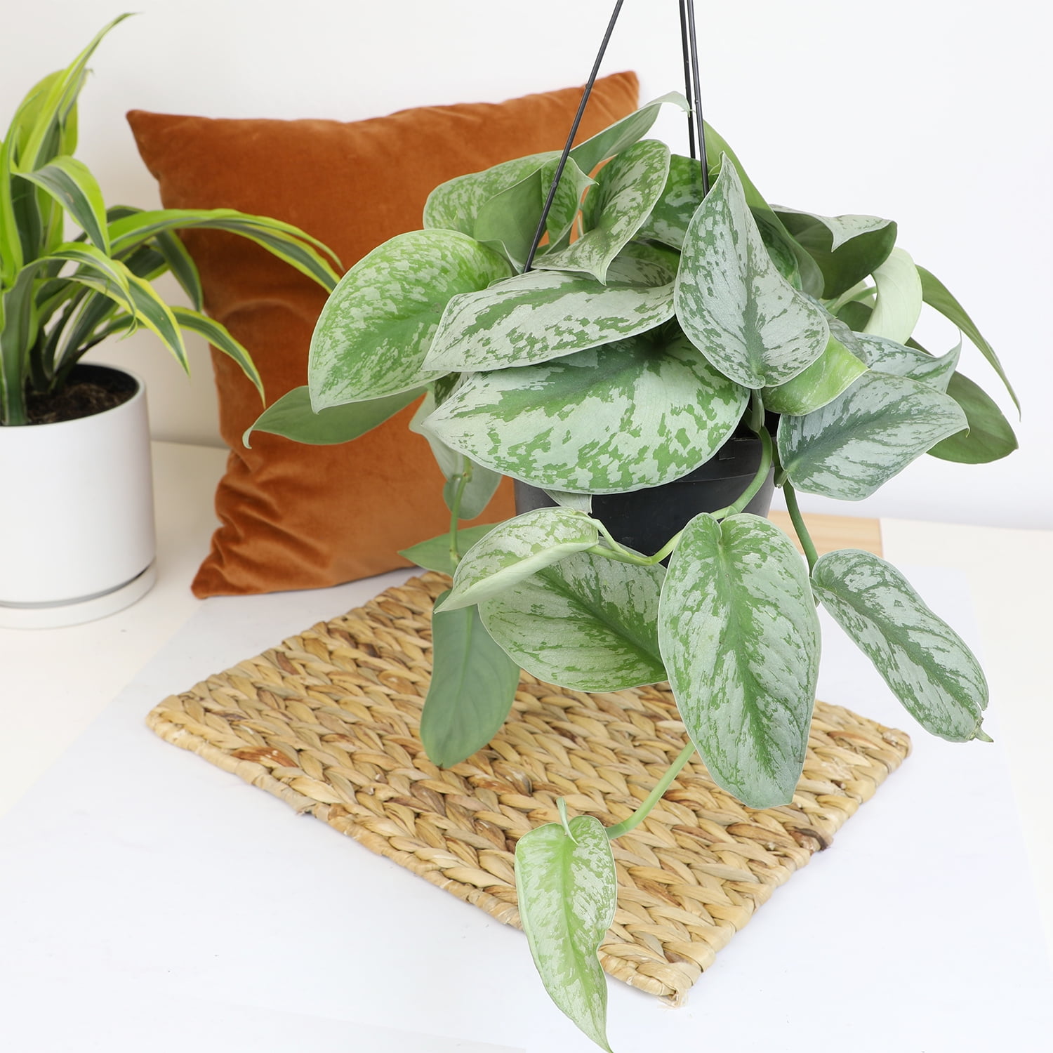 Altman Plants 11.00" Woven Houseplant Satin Pothos, Hanging Basket Plant with Tropical Vibes