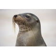 thumbnail image 2 of Jones, Adam 32x23 Black Ornate Wood Framed with Double Matting Museum Art Print Titled - Galapagos sea lion-San Cristobal Island-Galapagos Islands-Ecuador, 2 of 4