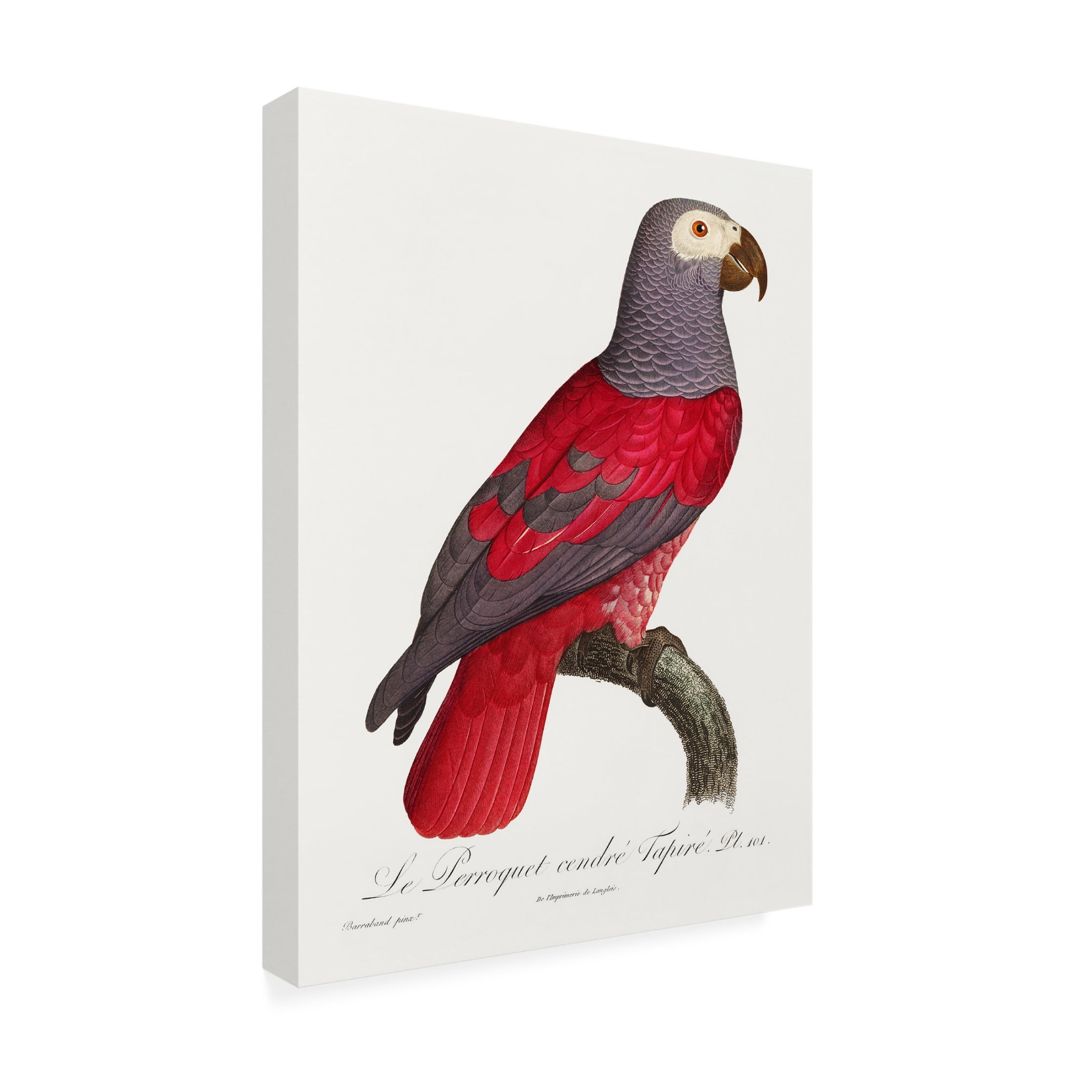 Trademark Fine Art Francois Levaillant Levaillant Parrot XI Canvas Wall Art