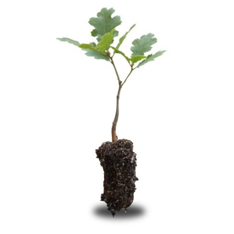 California Black Oak Live Tree Seedling (Medium) The Jonsteen