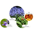 thumbnail image 3 of Eau de Parfum Molton Brown Bluebell y Fresa Silvestre 7,5 ml, 3 of 5