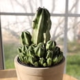 thumbnail image 2 of Altman Plants Tanzanian Zipper Plant, Euphorbia Cactus | 6in Décor Pot, Filtered Sun, Exotic Plant, 2 of 8