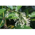 thumbnail image 2 of Night Blooming Jasmine I 20 Live Plants I Cestrum Nocturnum  Fragrant White Flowers for Evening Garden Bliss, Perfect for Container Gardening, Easy to Grow, 2 of 8