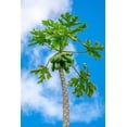 thumbnail image 2 of Engelbrecht, Lisa S. 13x18 White Modern Wood Framed Museum Art Print Titled - Papaya tree, 2 of 4