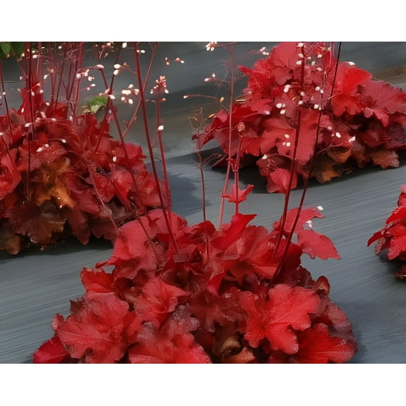 3 Forever Red Heuchera in 4" pots