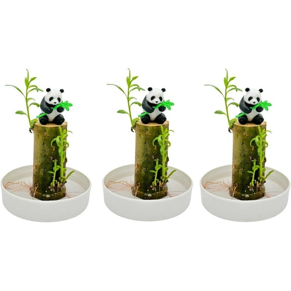 3 Pack Lucky Money Desktop Tree with Water Trays and Panda Figurines Lucky Willow Wood Cuttings