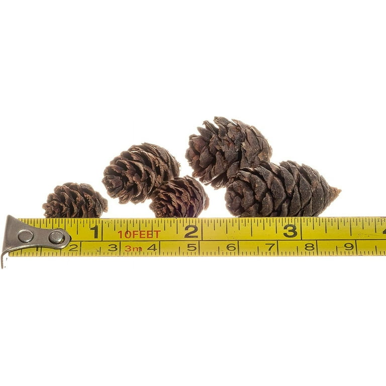 Pine Cones 250 Small Pinecones 3/4-1 1/4 Mini Black Spruce Pine Cones 16  oz 