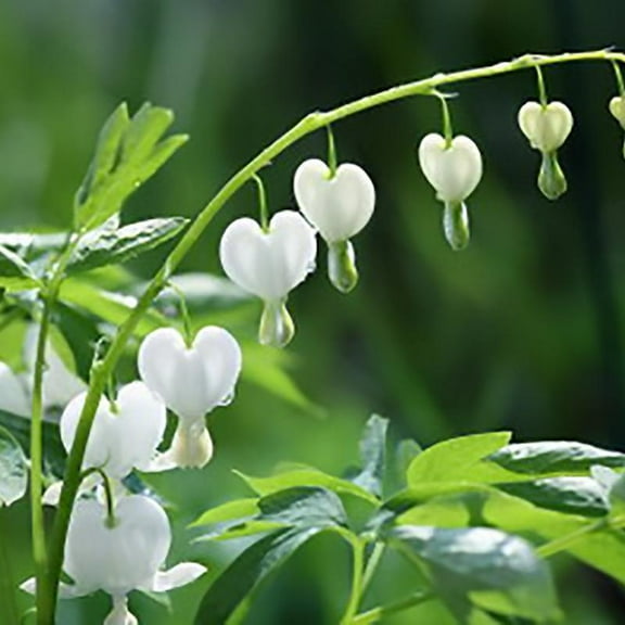 25 White Bleeding Heart Seeds