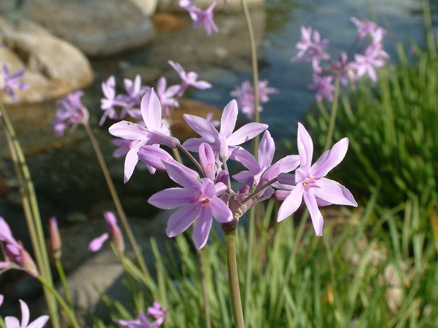 Society Garlic - 3 Live Plants - Tulbaghia Violacea - Butterfly Attracting Flowers