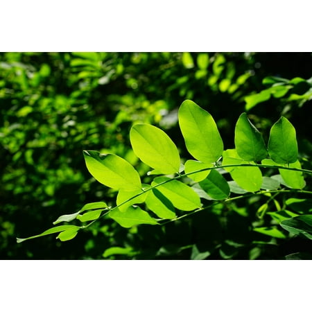 LAMINATED POSTER Green Tree Leaves Common Maple Shades of Green Poster Print 11 x (Best Maple Tree For Shade)