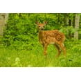 thumbnail image 2 of Jaynes Gallery 18x13 Black Ornate Wood Framed with Double Matting Museum Art Print Titled - Minnesota-Pine County White-tailed deer fawn close-up, 2 of 4