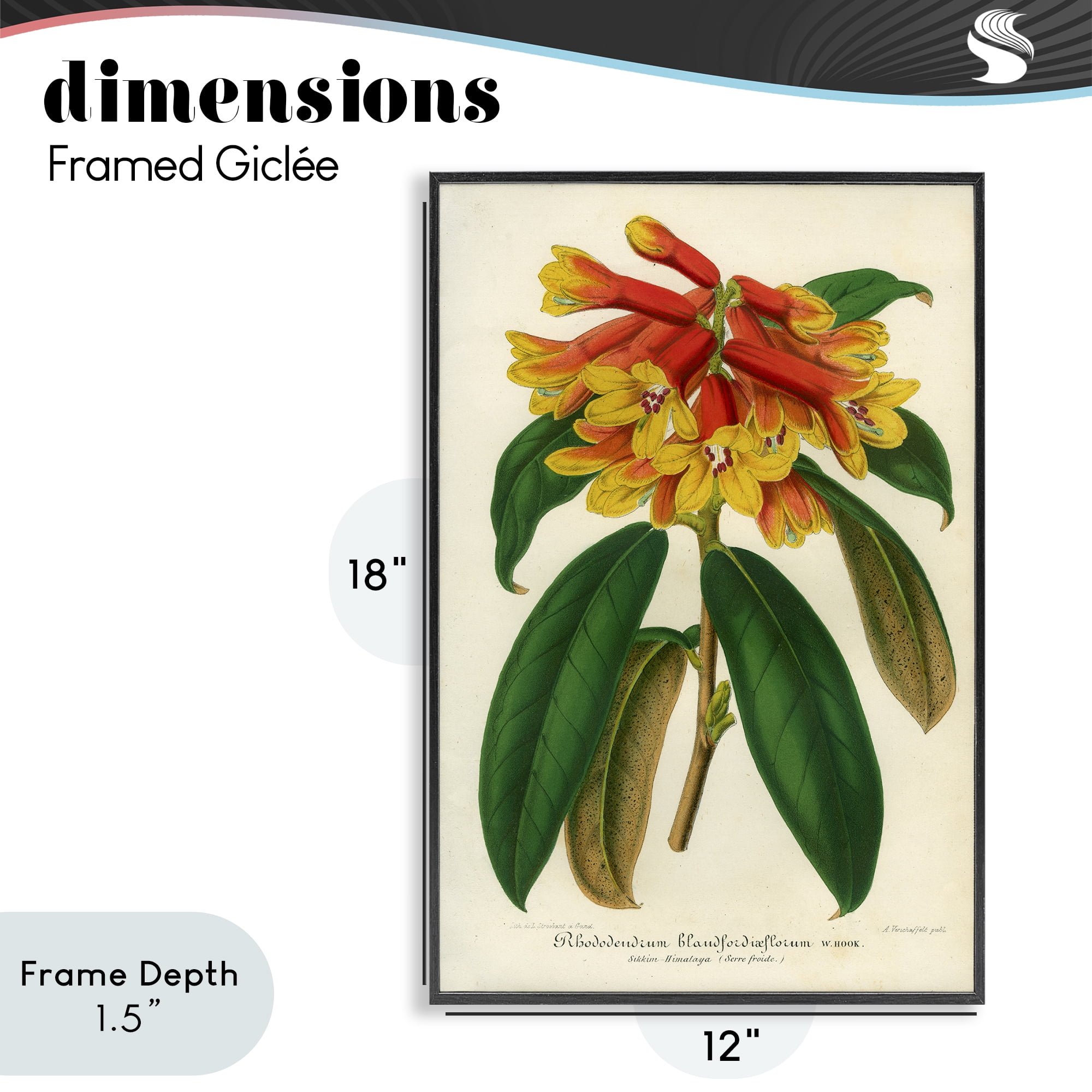 Stupell Industries Orange Yellow Rhododendron Black Framed Giclee Art, design by Print Collection
