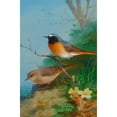 thumbnail image 2 of Archibald Thorburn 17x24 Black Ornate Framed Double Matted Museum Art Print Titled: Pair of Redstarts (1923), 2 of 5