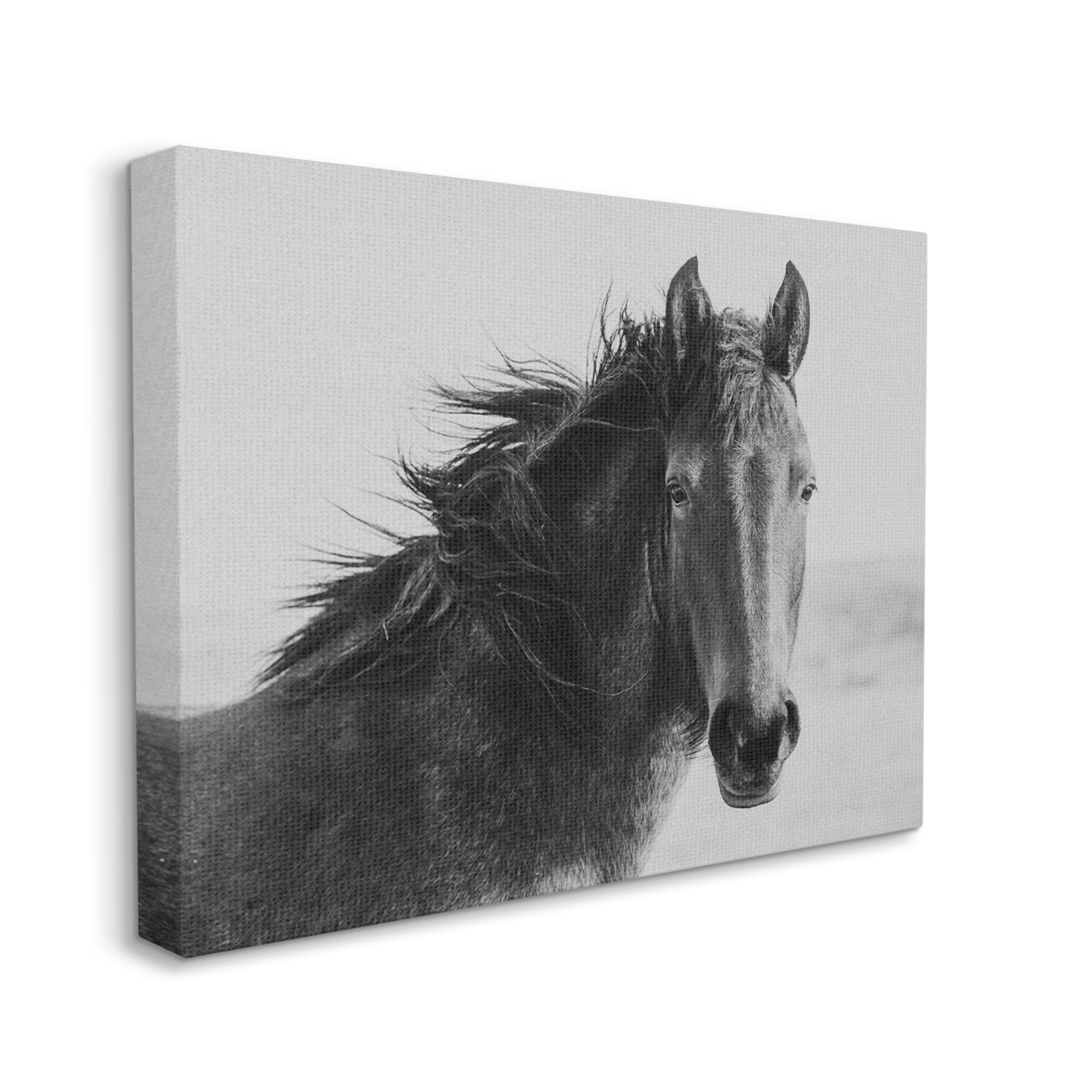 Stupell Industries Black Stallion Equestrian Portrait Vintage Horse Photography, 20 x 16,Design by Marika Moffit