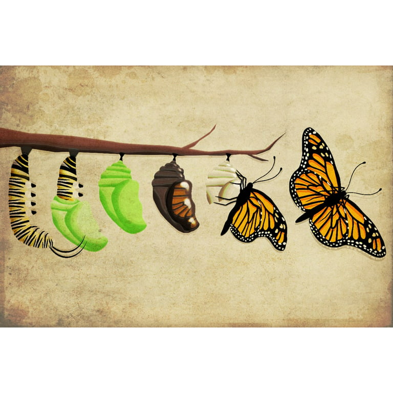 Monarch Butterfly Art Print Butterfly Home Decor Insect Wall Art
