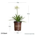 thumbnail image 6 of Southern Living Ever White Agapanthus 'Lily of the Nile' Live Shrub in 2.5-Quart Grower Pot, 6 of 10