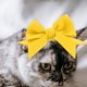 thumbnail image 4 of unbranded Decorativa Para Mascotas Con Delicado Para Ocasiones Especiales, 4 of 6