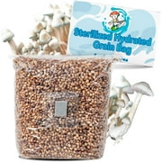 Sterilized Hydrated Grain Bag for Mushroom Growing | Sterile Grain Spawn Bag w/Self-Healing Injection Port | White Milo Grain Infused w/Oyster Shell | 2 lbs of Grain (Two Pack)