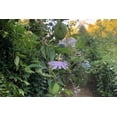 thumbnail image 3 of Plant Good Seed Purple Passionflower / Maypop Seeds - 20 count, Perennial Cold Hardy Vine, Green Fruits, 3 of 6