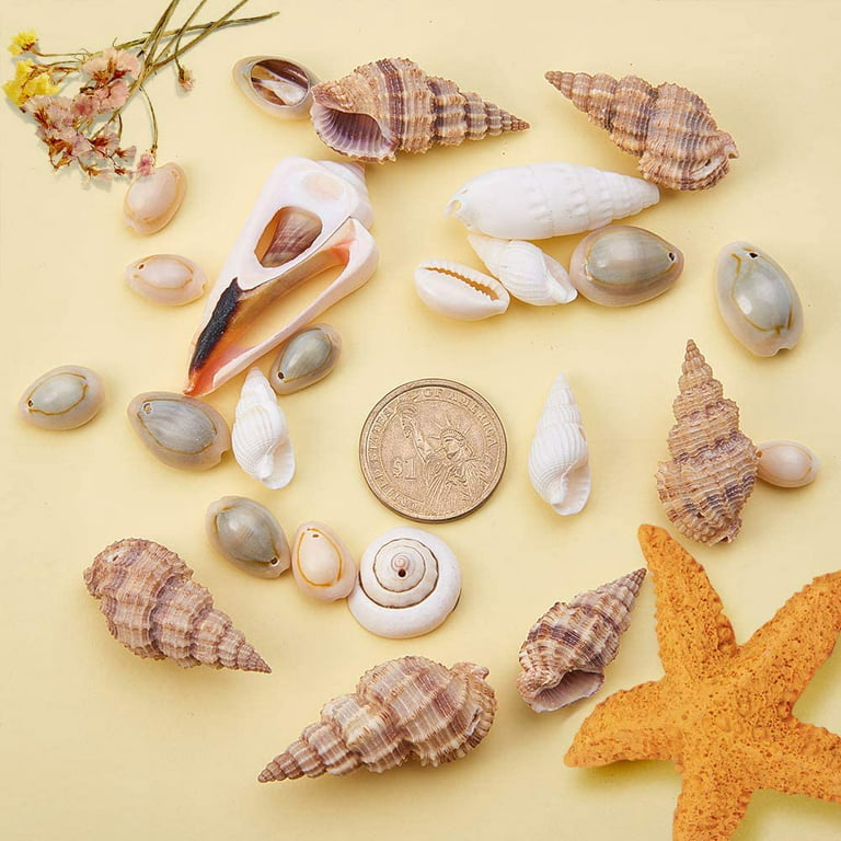 200pcs Mixed Ocean Sea Shells Natural Seashells Spiral Shell Beads for Fish  Tank Home Decor Beach Theme Party Candle Making Wedding Decor DIY Crafts