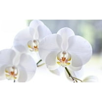 Phalaenopsis Orchid White Plant 4"-8" Tall Rooted 2.5" Pot No Bloom, Indirect Sun to Shade