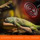thumbnail image 4 of 25W Animal Radiator Emitter Infrared Ceramic Heating Bulb, Reptile Lamp for Amphibians, Snake, Birds, Turtle, Cat, Dog, 4 of 5