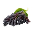 thumbnail image 3 of 5 *Seeds BLACK FINGER GRAPE Vitis Viniferia Fruit Vine Seeds, 3 of 9