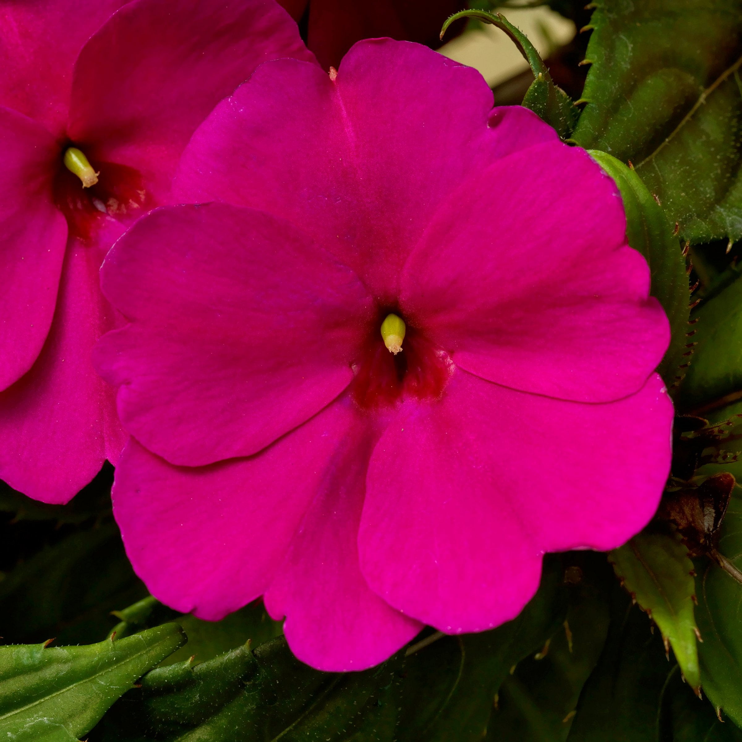 2.5 in. Sunpatiens Compact Royal Magenta Improved Live Annual Plant with Magenta Flowers (6-Pack)