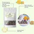 thumbnail image 4 of Chicory Gardenia Tea - Soothing Herbal Blend For Body Care, 100g, 4 of 5