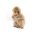 thumbnail image 2 of Goff, Ellen 17x24 White Modern Wood Framed Museum Art Print Titled - Japan-Nagano Portrait of a Japanese macaque, 2 of 4