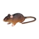 thumbnail image 3 of Ratones de juguete, modelo de rata, figuras de juguete, bromas, accesorios, juguetes, figuras de animales, simulación para Estilo B, 3 of 9