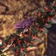 thumbnail image 1 of VERDANVERSE 4Ud Para De Terrarios Y Acuarios Con Ventosas Resistentes Y Realistas, 1 of 6