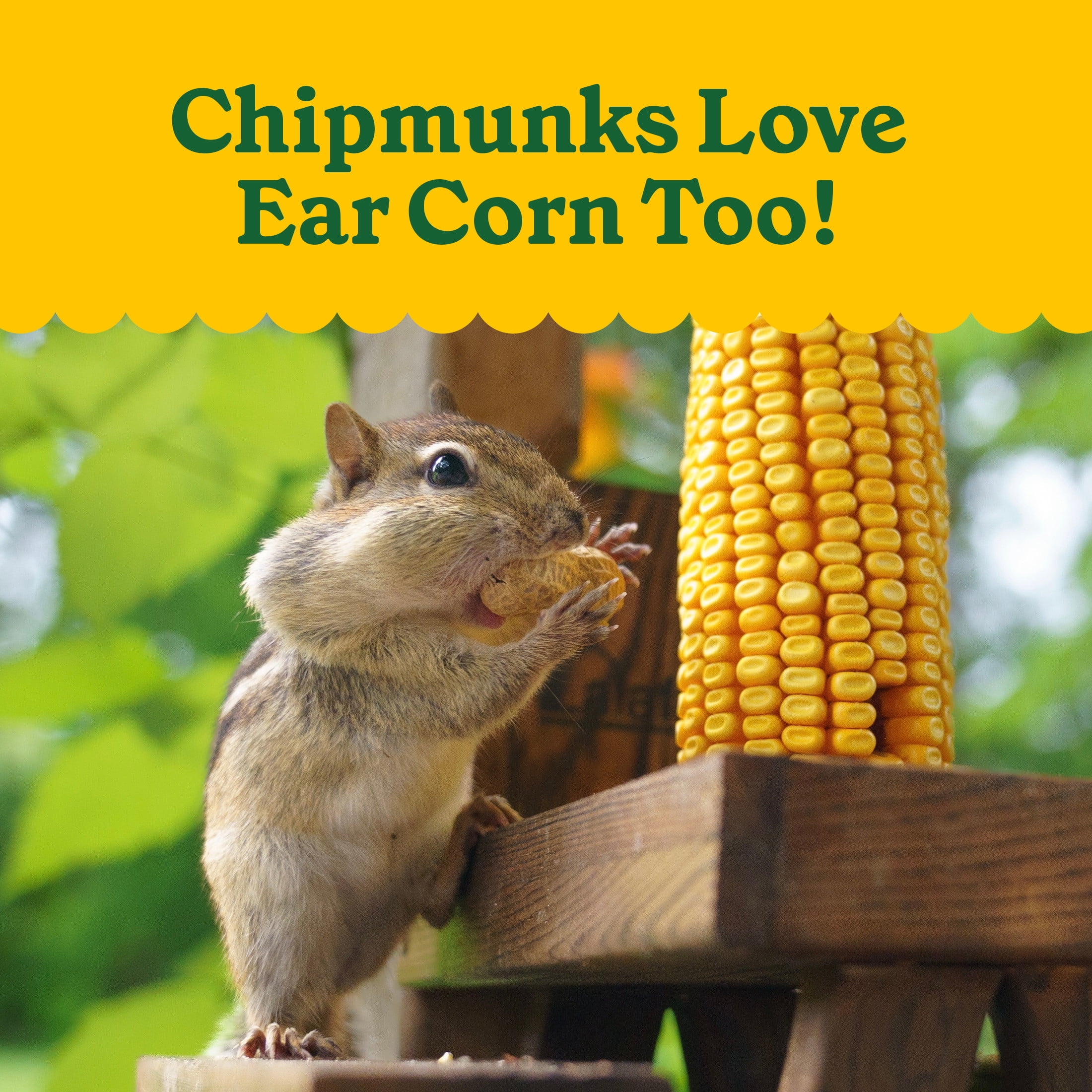 Pennington Classic Whole Ear Corn, Squirrel and Critter Feed, 6.5 lb. Bag, Dry, 1 Pack