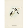 thumbnail image 2 of Gould, John 17x24 White Modern Wood Framed Museum Art Print Titled - White-eared Flycatcher-Monarcha leucotis, 2 of 4