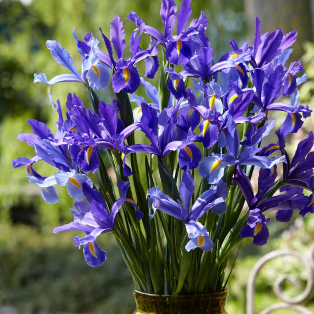 sale◆AQUARELA BRASIL◆グラデーションウェーブブルー♪Pipple Van Zyverden Dutch Iris Sapphire Beauty Set of 25 Bulbs Blue