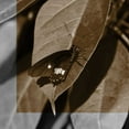thumbnail image 2 of Project, A. 20x20 Gold Ornate Wood Framed with Double Matting Museum Art Print Titled - Butterfly Study VI, 2 of 4