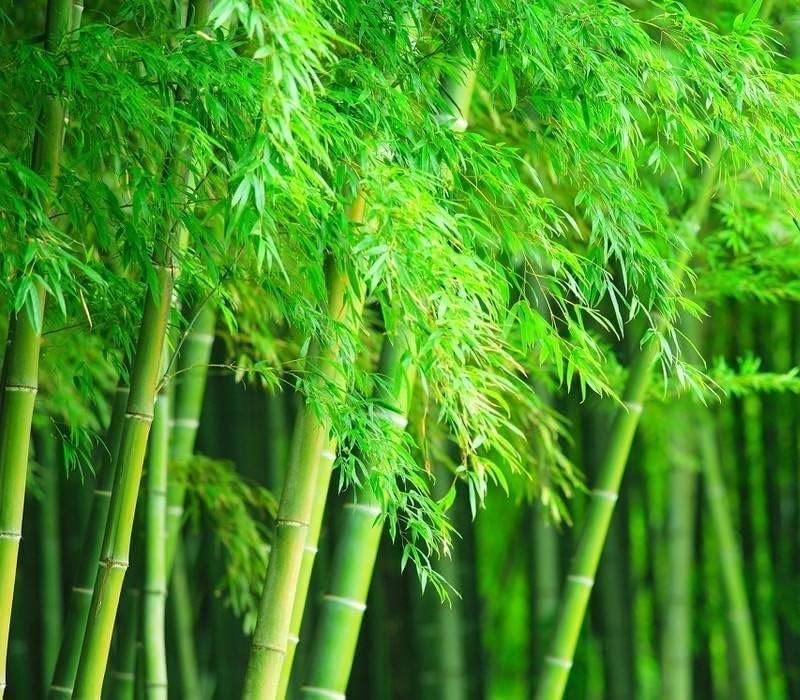 Giant Timber Bamboo Seeds for Planting Exotic and Fast Growing