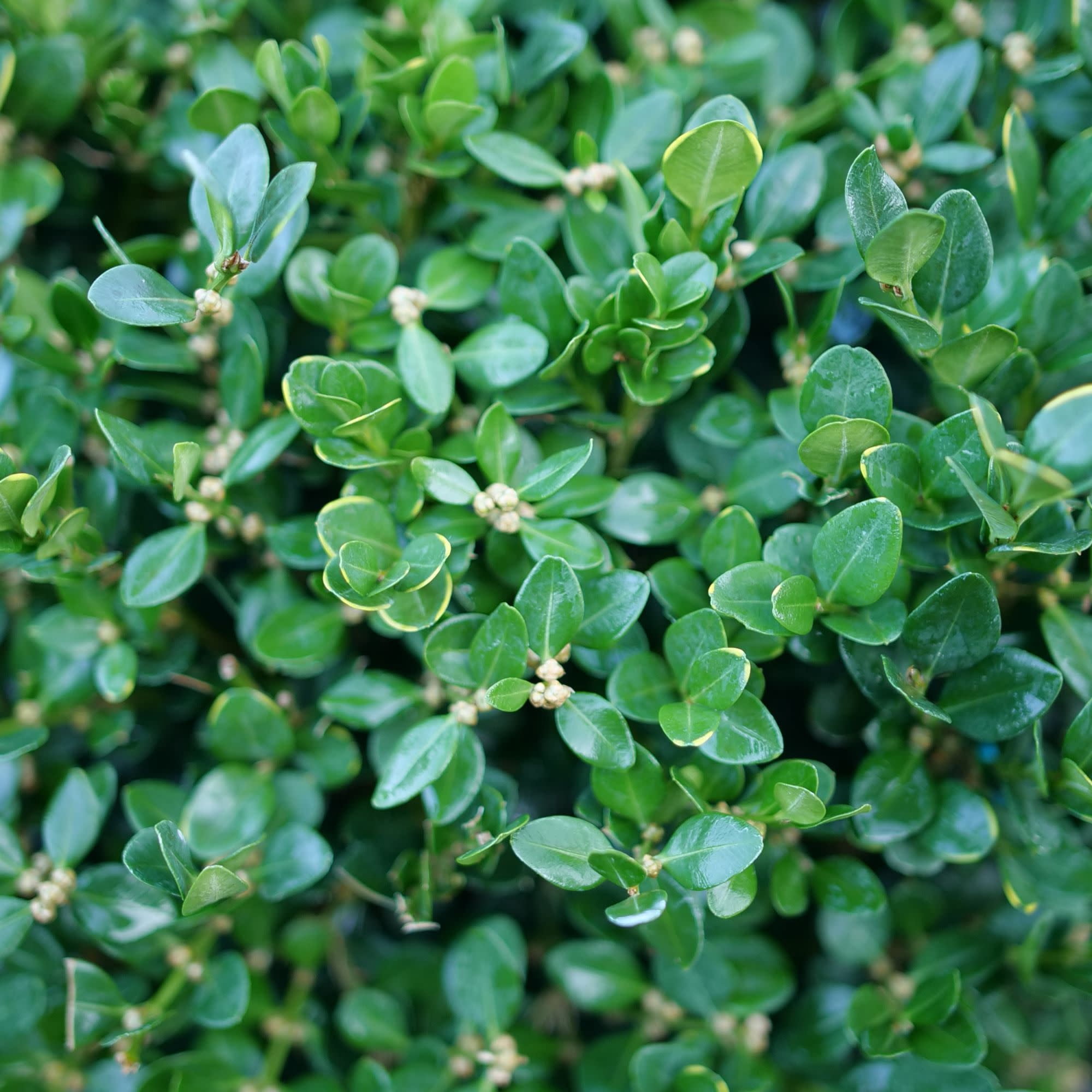 Proven Winners ColorChoice 5" Neatball Boxwood Live Plant in 4.5" Pot (4 Count)