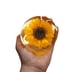 thumbnail image 1 of Girasol Encapsulado en resina Linoa Art flores Eternas Naturaleza en resina, 1 of 4