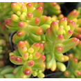 thumbnail image 6 of Live Sedum Jelly Bean Plant - Sedum Rubrotinctum Plant - Blue Jelly Bean Plant - Jelly Bean Plant - Many Fingers Plant - Silver Jelly Beans Plant - Succulent Beans Plant - 2 Inch Pot, 6 of 6