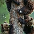 thumbnail image 5 of BCIIG Bears Tree Wildlife Shower Curtain Set with Hooks 100% Polyester 60"x72, 5 of 7